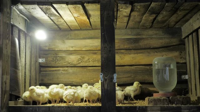 Broiler chicken chicks at the poultry farm
