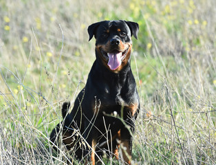 a nice rottweiler in the green field