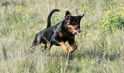 a nice rottweiler in the green field