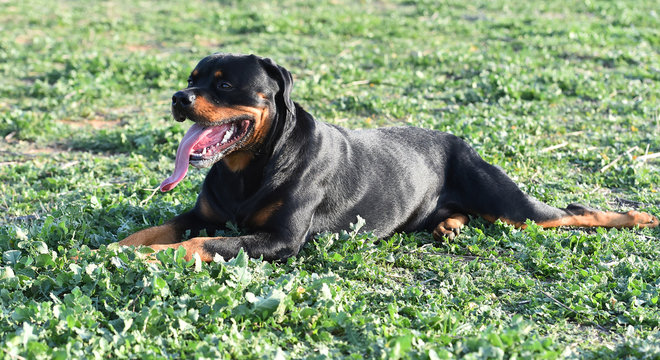 a nice rottweiler in the green field