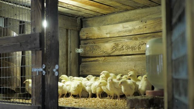 Broiler chicken chicks at the poultry farm