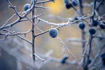 Fruits of Prunus spinosa covered with hoarfrost. The first frost.