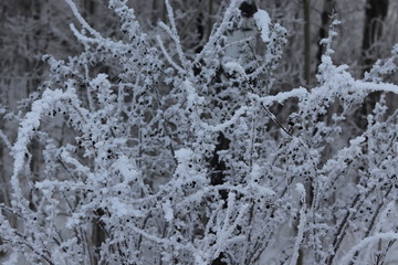 hoarfrost on trees on a bright winter day