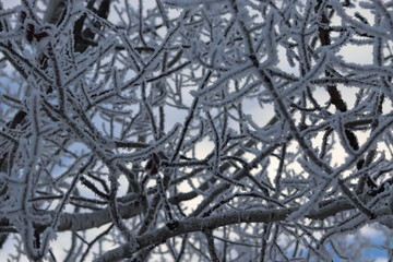 Obraz premium hoarfrost on trees on a bright winter day