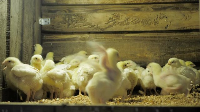 Broiler chicken chicks at the poultry farm