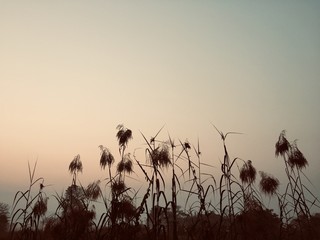 silhouette of grass in sunset