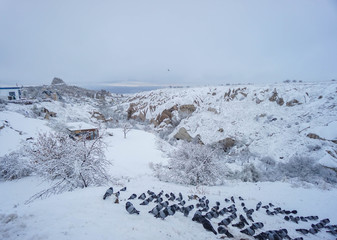 fluffy pigeons on white snow in Pigeon Valley in winter Cappadocia