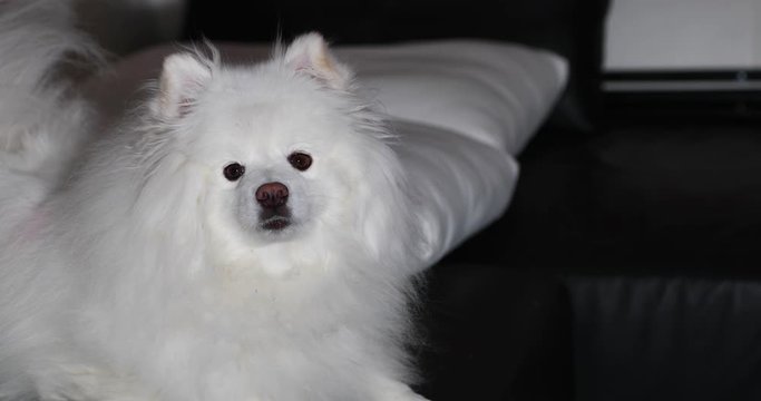 white American eskimo dog cute pet, close-up fluffy animal funny adorable face