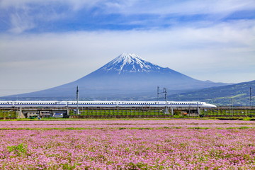 富士山とレンゲ畑そして新幹線、静岡県富士市中里にて