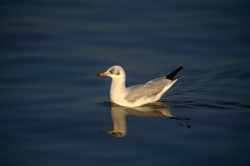 Brown-headed gull non-breeding visitor in nature