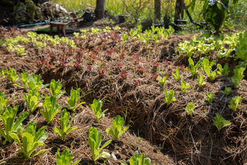 Growing vegetables organic by planting using the soil in a rural area far from pollution in the city is reducing the use of chemicals in planting which will be good for consumers.