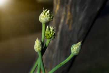 Onion seed and natural light background