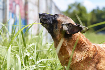 Dog eating grass