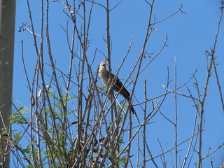 White anu (Guira-guira) sunbathing on the top of the tree.