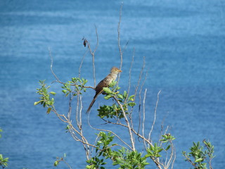 White anu (Guira-guira) sunbathing on the top of the tree.