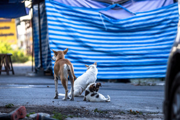 The blurred background of the dogs that are teasing, playing during the day while waiting for food...
