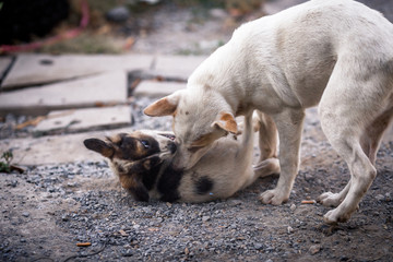 The blurred background of the dogs that are teasing, playing during the day while waiting for food or waiting for the owner.
