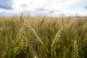 Spikelets of wheat Triticum, on a blurred background of field and cloudy sky, in the countryside. Rich harvest.