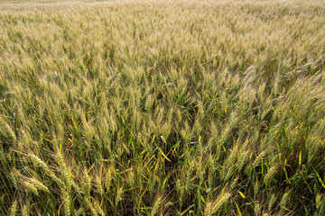 Wheat field Triticum in the countryside. Rich harvest.