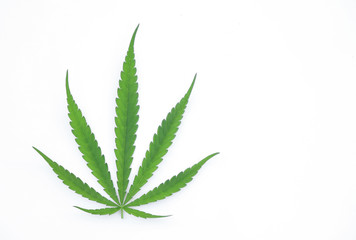 cannabis leaf on white background for content editing 