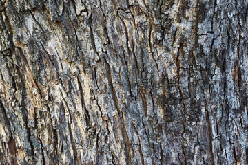 Wooden Peeled 