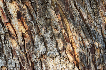 Wood Bark Peeled Texture Background 