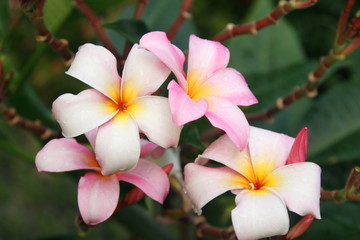 Light pink  Plumeria' s flower are on branch and green leaves background, droplets are on petals of flower.