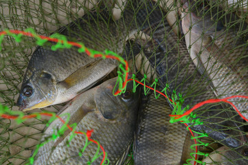 Nile tilapia in a floating basket, Fresh fish in the floating basket, prepare to cook