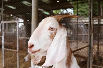 Face of white goat and blur cage background.