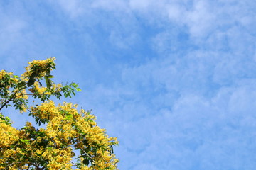 Yellow flowers of Burmese Ebony or Burma Padauk and blue sky background, Thailand.