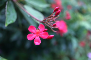 Red flowers of Spicy Jatropha or Cotton Leaved Jatropha and green leaves background. Drops of water are on petal of flower.
