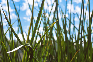 Closeup of Grass, Blue Sky