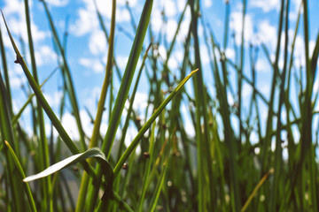 Obraz premium Closeup of Grass, Blue Sky