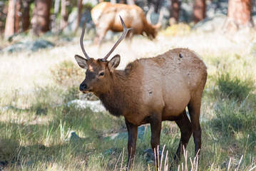 Fototapeta premium Elk (Male), Rocky Mountain National Park, Estes Park, Colorado