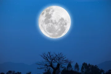 Papier Peint photo Lavable Pleine Lune arbre Lune brillante floue sur fond de ciel bleu avec des arbres en silhouette.