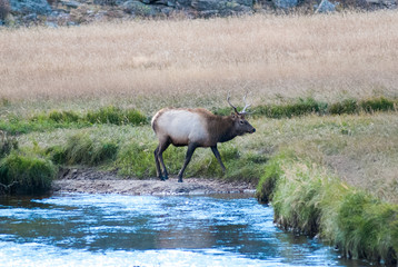 Elk (Male), Rocky Mountain National Park, Estes Park, Colorado