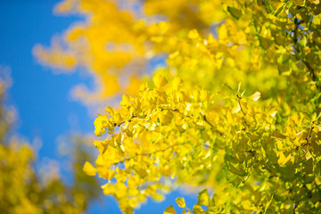 autumn leaves on blue sky