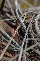 Pile of Twigs