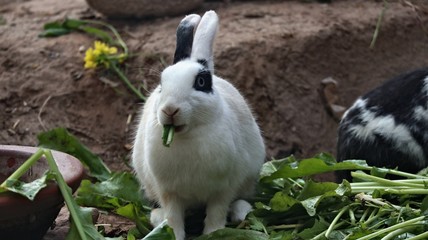 white rabbit in the grass