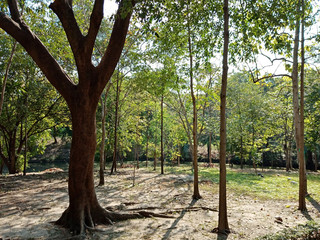 The Garden