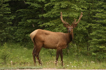Naklejka na ściany i meble Elk During the Mating Season