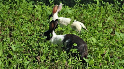 rabbit on grass