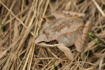 Wood Frog on the Farm