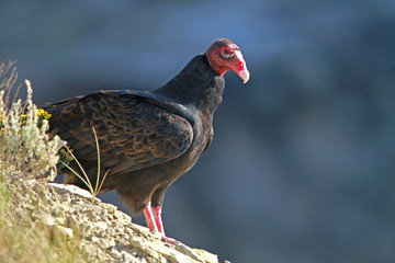 Turkey Vulture in the Badlands