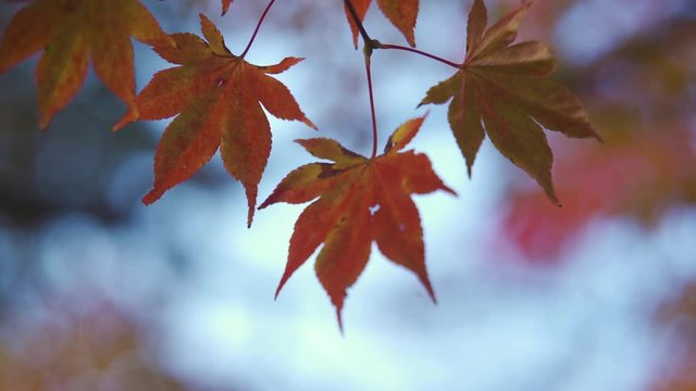 紅葉楓の葉