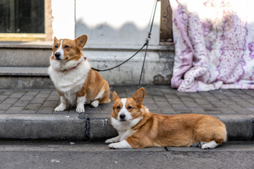 Chinese Dogs