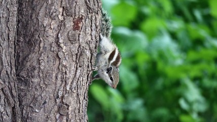Fototapeta premium Squirrel on the tree