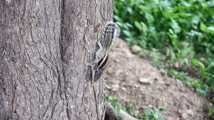 Squirrel on the tree