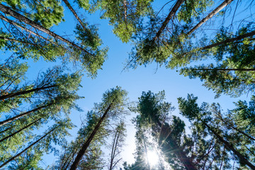 Abstract of pine leaf branches tree in green forest landscape from bottom view with blue sky with natural lighting for background.