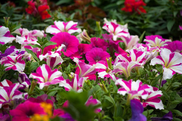 Obraz premium Variety of Petunias flowers outdoors, garden in Guatemala, attractive garden colors.